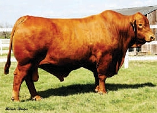 Sire CX TANQUE 23T