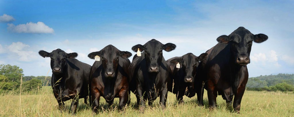 BRIGGS RANCHES 20TH ANNUAL BULL AND COMMERCIAL FEMALE SALE