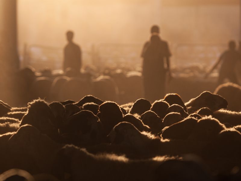 THE BEST OF BRANGUS FROZEN GENETICS SALE
