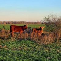 mbj ranch